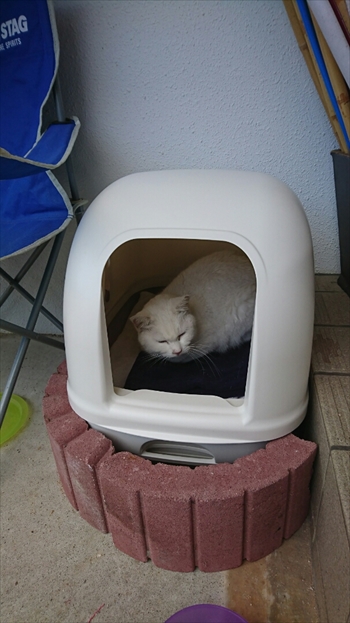 14日・ニャーコがお家を気に入りました!