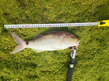 18日・30UPのオジサンが釣れました!