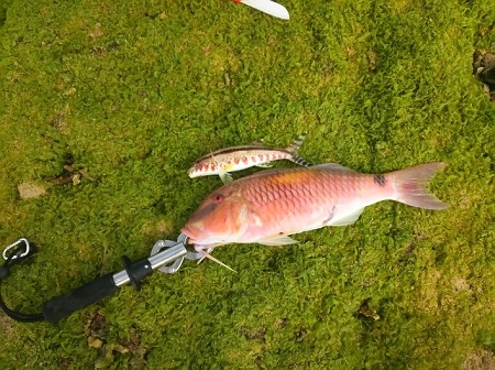 18日・30UPのオジサンが釣れました!