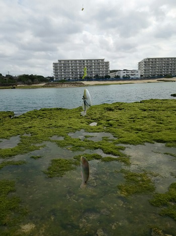 22日・ベラを釣りました!