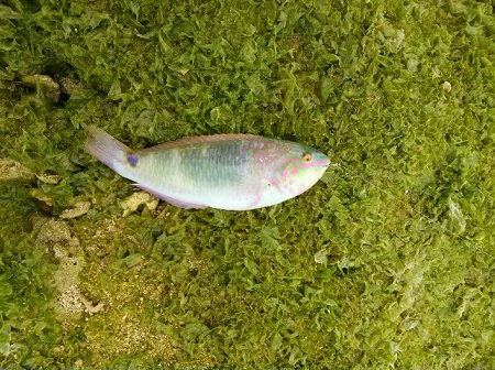 22日・ベラを釣りました!