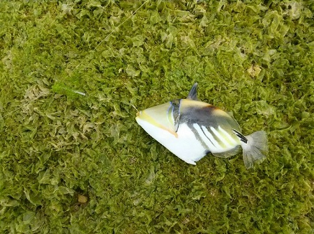 22日・ベラを釣りました!