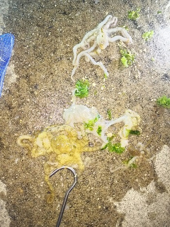 23日・シガヤーダコをゲット!