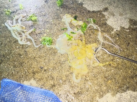 23日・シガヤーダコをゲット!