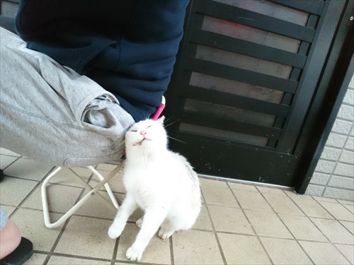 7日・おかえりニャーコ!