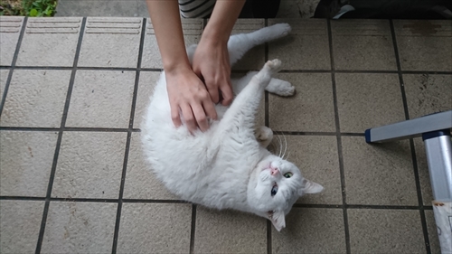 7日・おかえりニャーコ!