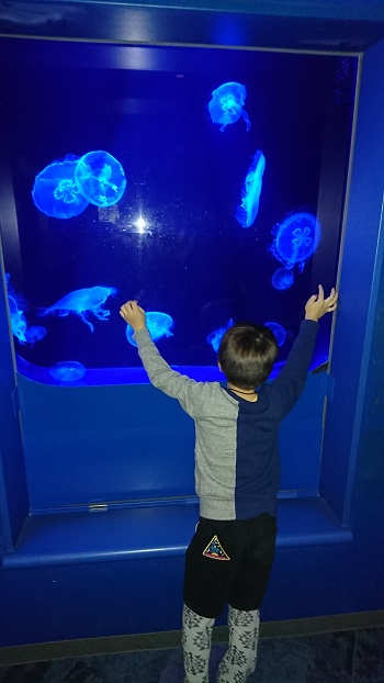 13日・キャンカー旅行@名護パイと美ら海!