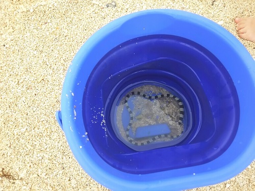 19日・夜海ガイド(よるうみガイド)の詳細!