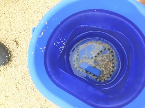5日・GW7日目はウミヘビとカブトムシ!