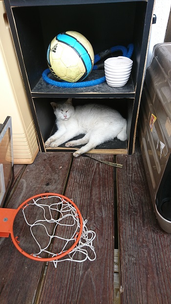 16日・次男とアメリカンビレッジデート!