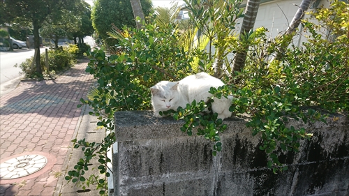 19日・新作DVDを5枚借りて。