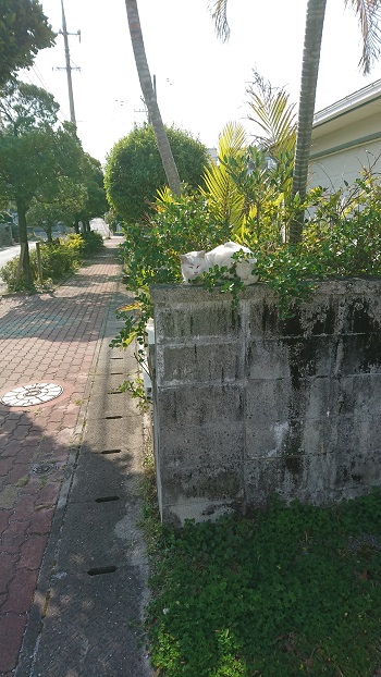 19日・新作DVDを5枚借りて。