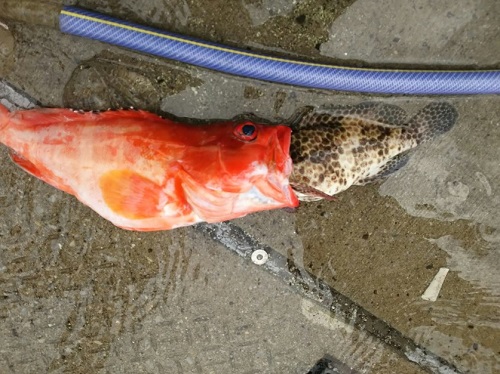 8日・沖釣りでミーバイ祭り!