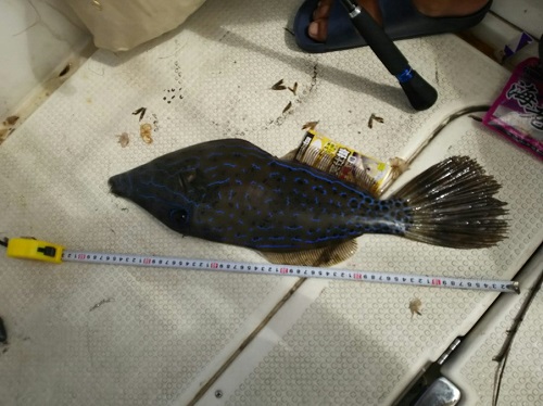 22日・宜野湾マリーナから朝タマン!