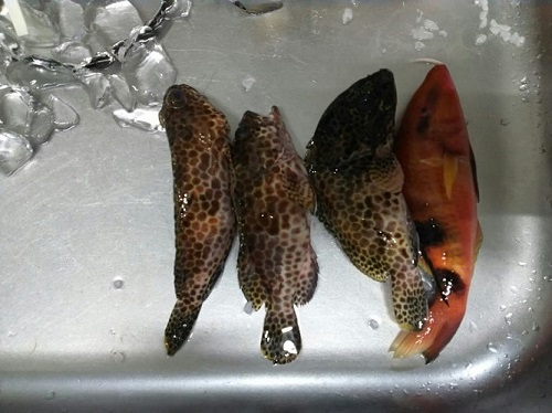 22日・宜野湾マリーナから朝タマン!