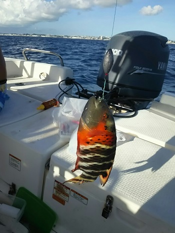 29日・ステーキ四季ランチからの沖釣り!