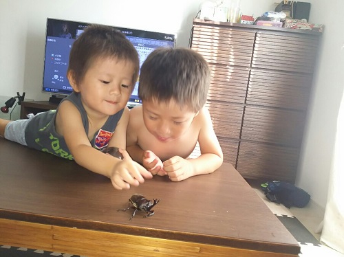 5日・国産カブトムシが高い理由!