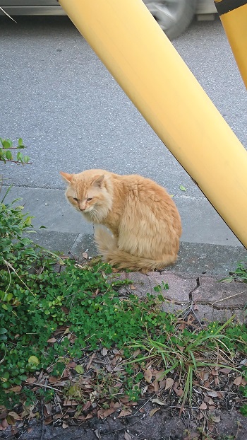 19日・アメリカンビレッジが素敵過ぎた!