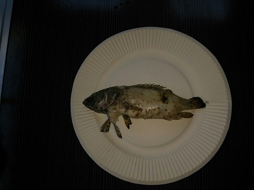 16日・第38回海洋博公園花火大会を伊江島から見た!