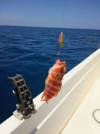 20日・車検と沖釣り!