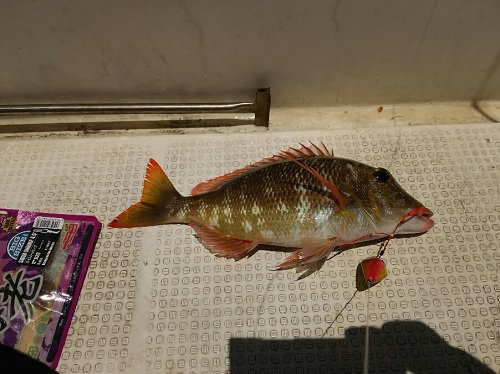 20日・車検と沖釣り!