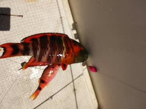 20日・車検と沖釣り!