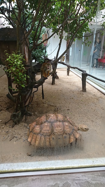 11日・ザ・ビーチタワーのランチビュッフェ!