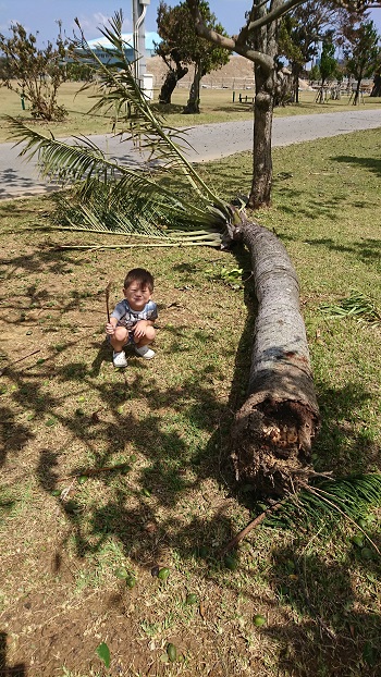 2日・次男と台風の後始末一式!