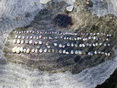 24日・オキナワトカゲを捕まえました!