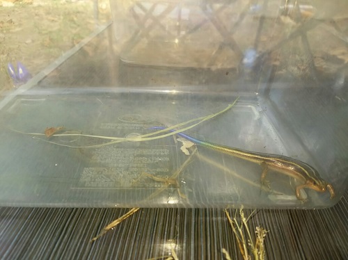 24日・オキナワトカゲを捕まえました!