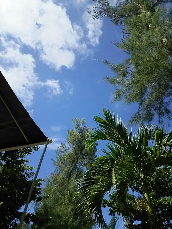 24日・オキナワトカゲを捕まえました!