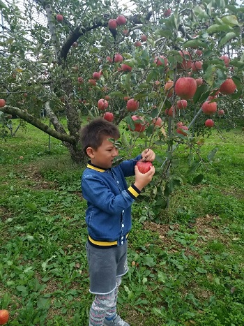 23日・山形でりんご狩り!