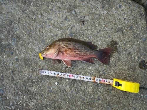 30日・マングローブジャックを釣る5歳児!