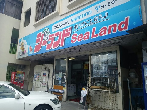 14日・砂辺のリーフでモンガラ先輩!