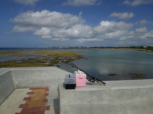 14日・砂辺のリーフでモンガラ先輩!