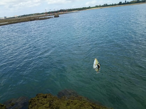 14日・砂辺のリーフでモンガラ先輩!