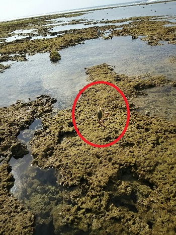 16日・釣りジム夜タコ!