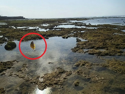 16日・釣りジム夜タコ!