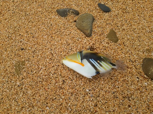 17日・ひとり釣り、再び!