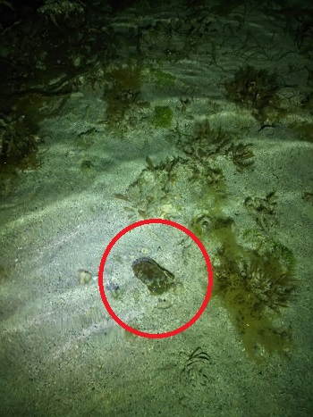 28日・夜海ガイドに行って来ました!