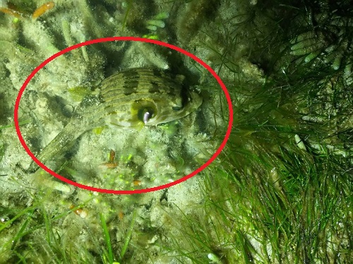 28日・夜海ガイドに行って来ました!