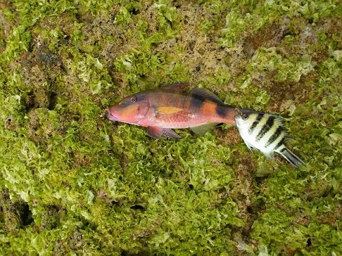 14日・久々の釣り三昧!