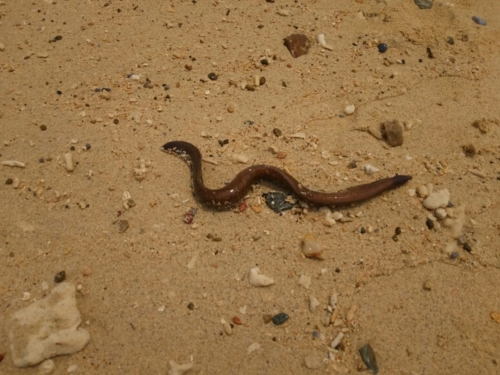 15日・急きょ、美ら海キャラバンへ!