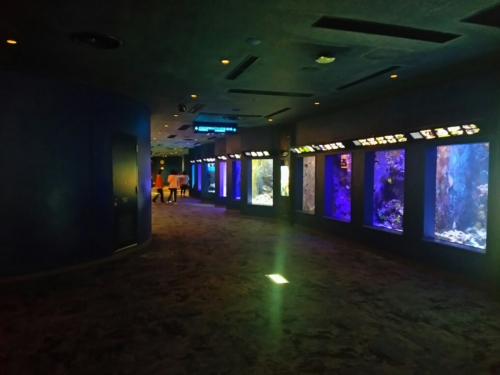 15日・急きょ、美ら海キャラバンへ!