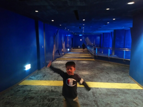 15日・急きょ、美ら海キャラバンへ!