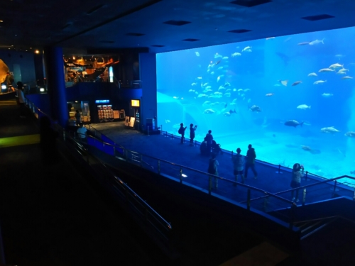 15日・急きょ、美ら海キャラバンへ!