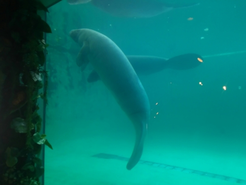 19日・玉家名護店の沖縄そば!