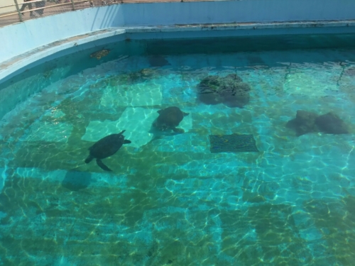 19日・玉家名護店の沖縄そば!