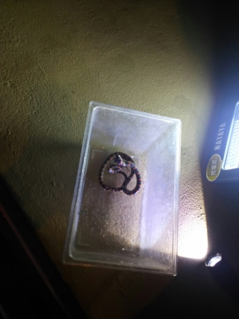 3日・GW1日目!夜探検でアカマタげっとん!