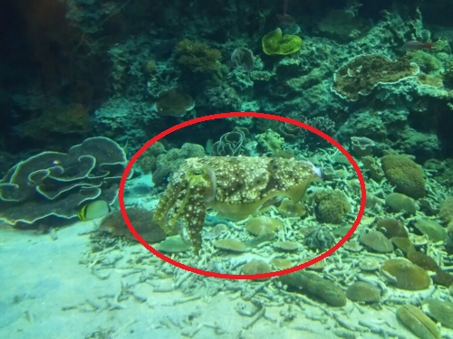 5日・GW3日目!伊江島で読者さんにお会いしました!